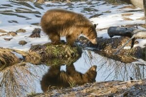 Reflected bear.jpg