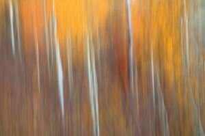 Aspen Impressions 10.jpg